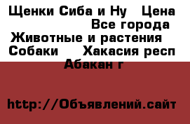 Щенки Сиба и Ну › Цена ­ 35000-85000 - Все города Животные и растения » Собаки   . Хакасия респ.,Абакан г.